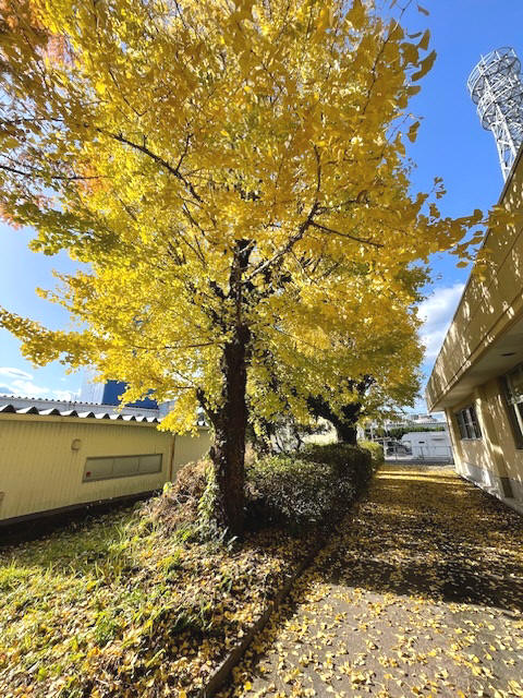 県短の紅葉