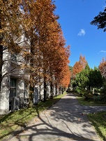 紅葉２