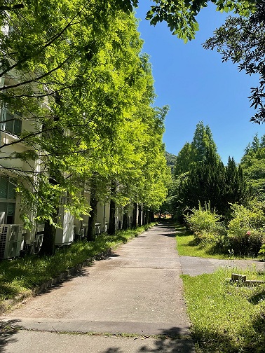夏の様子