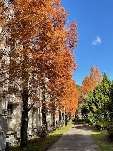 紅葉２