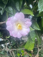 hana