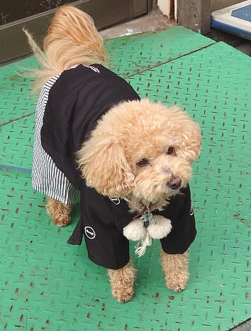 着物の犬