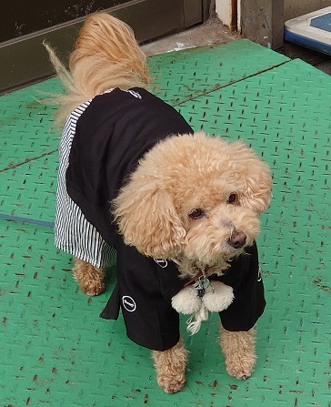 着物の犬