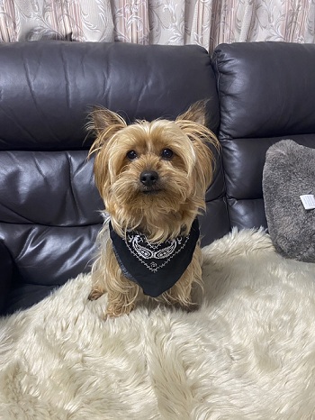 犬　ヨークシャ