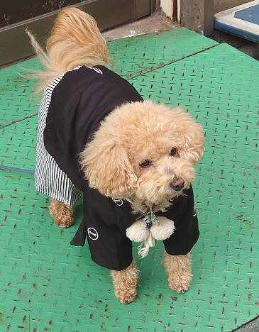 着物の犬